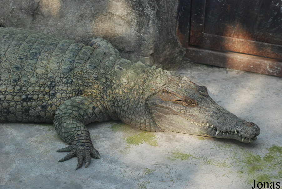 Crocodylus novaeguineae