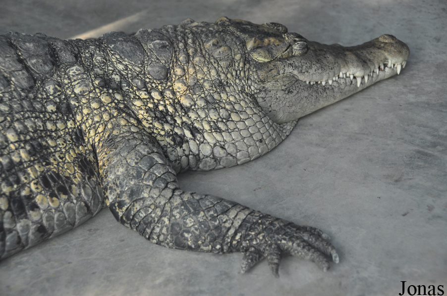 Crocodylus novaeguineae