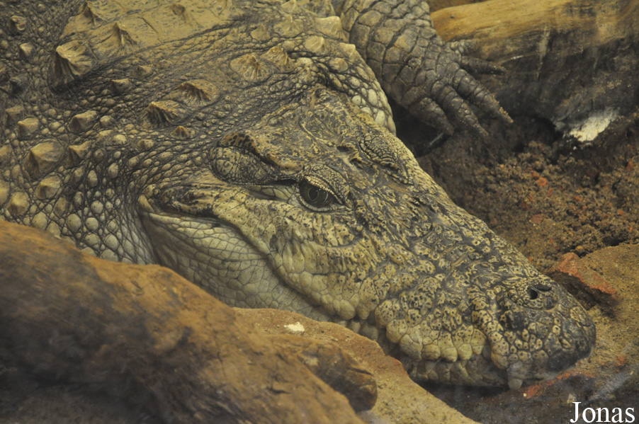 Crocodylus palustris