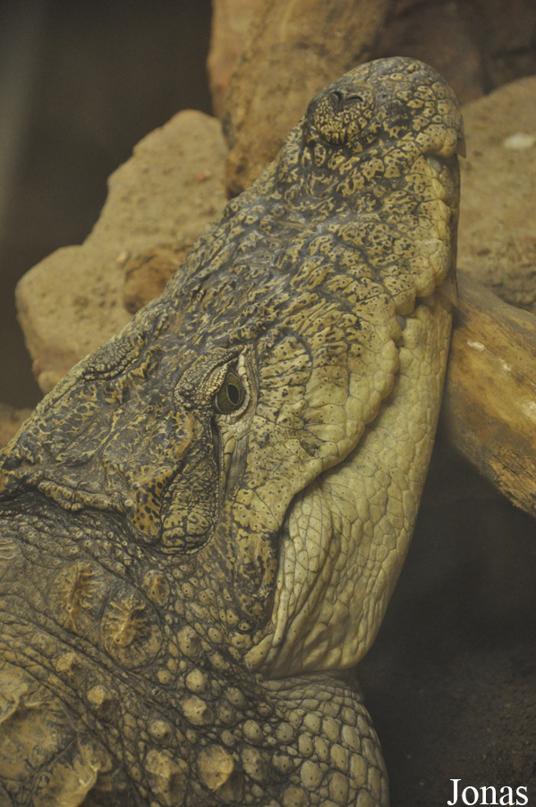 Crocodylus palustris
