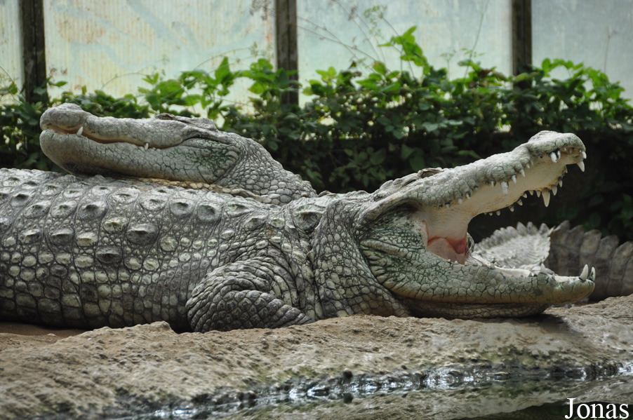 Crocodylus palustris