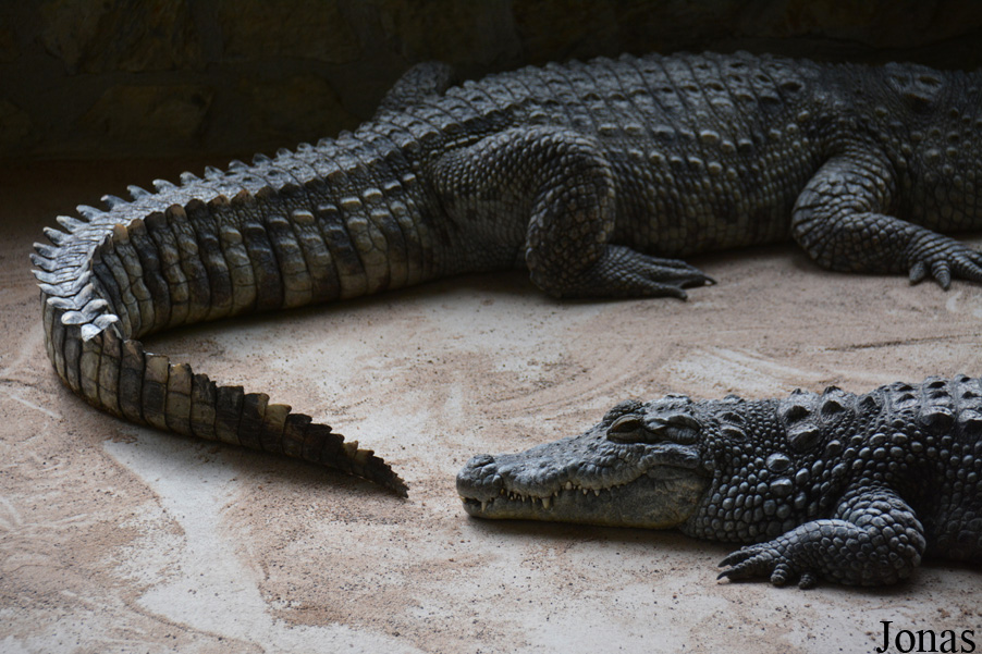 Crocodylus palustris
