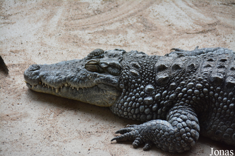 Crocodylus palustris