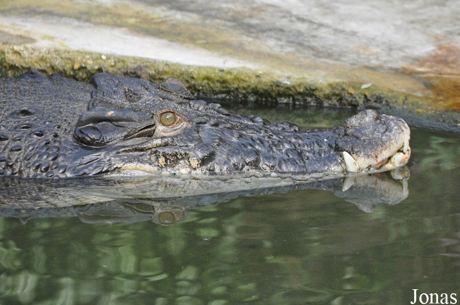 Crocodylus porosus