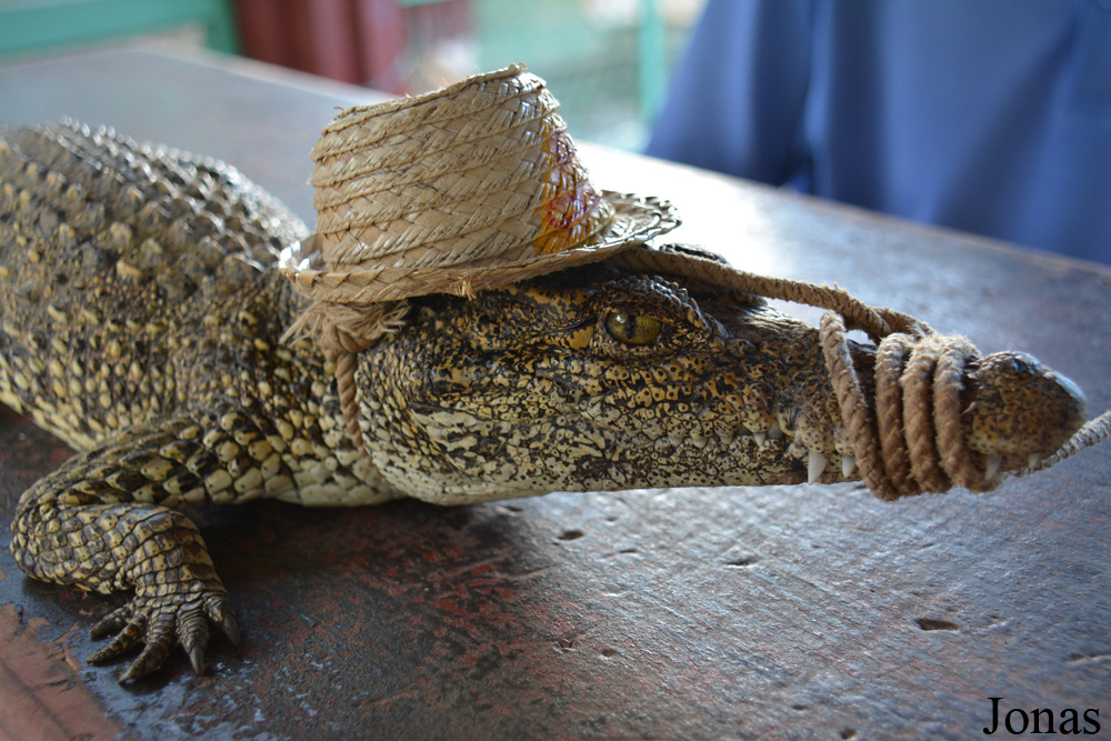 Crocodylus rhombifer