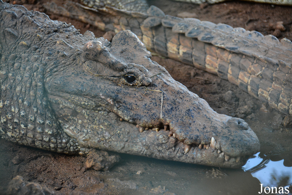 Crocodylus rhombifer
