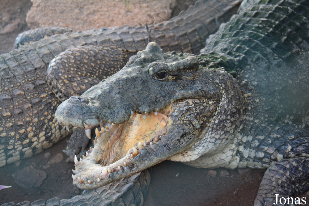 Crocodylus rhombifer