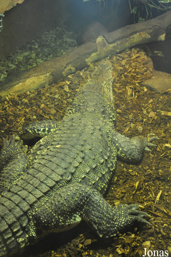 Crocodylus rhombifer