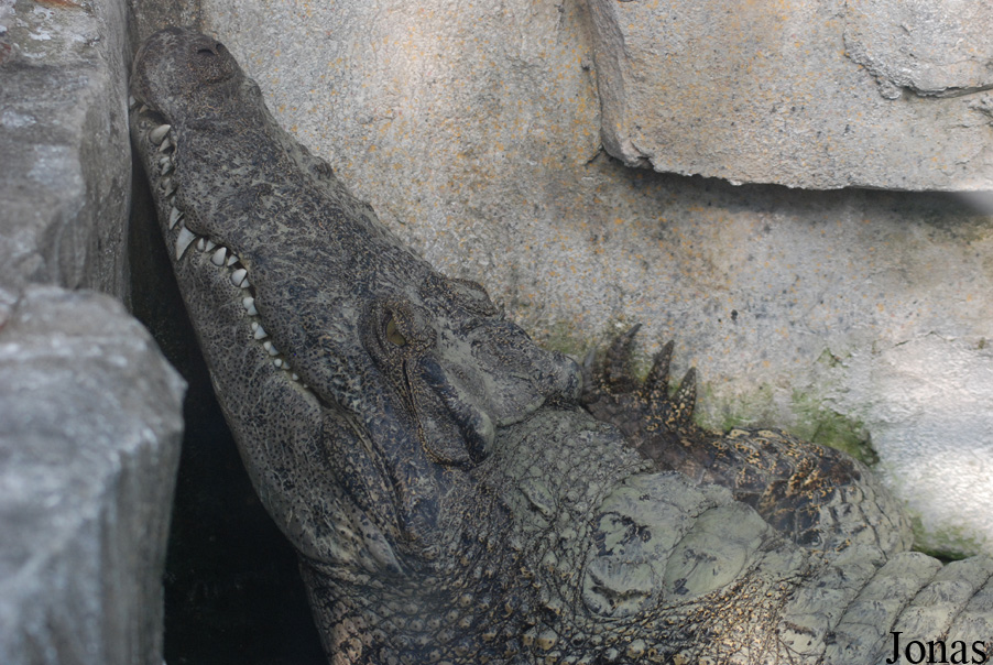 Crocodylus rhombifer