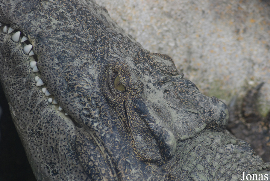 Crocodylus rhombifer
