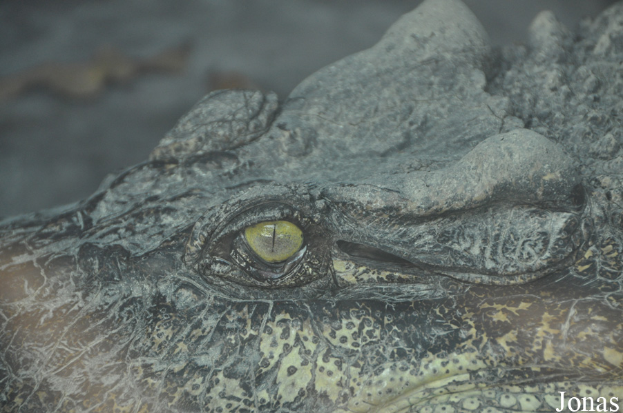Crocodylus rhombifer