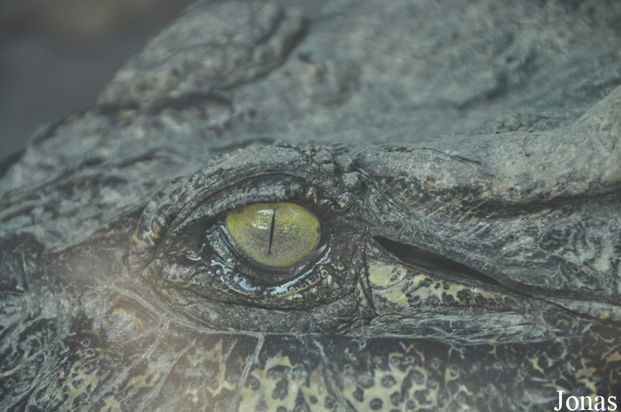 Crocodylus rhombifer