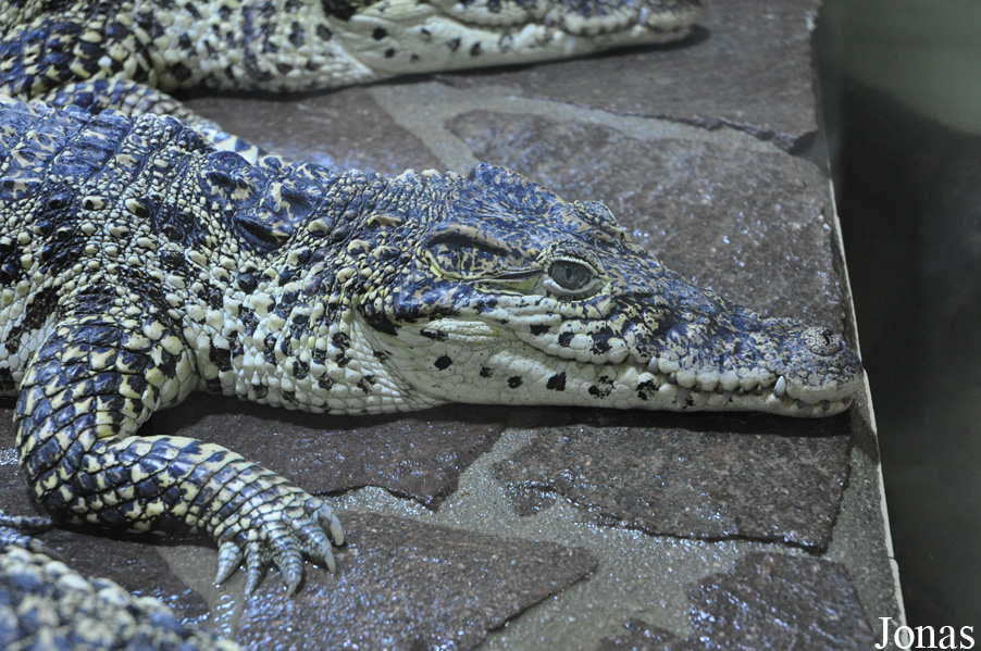 Crocodylus rhombifer