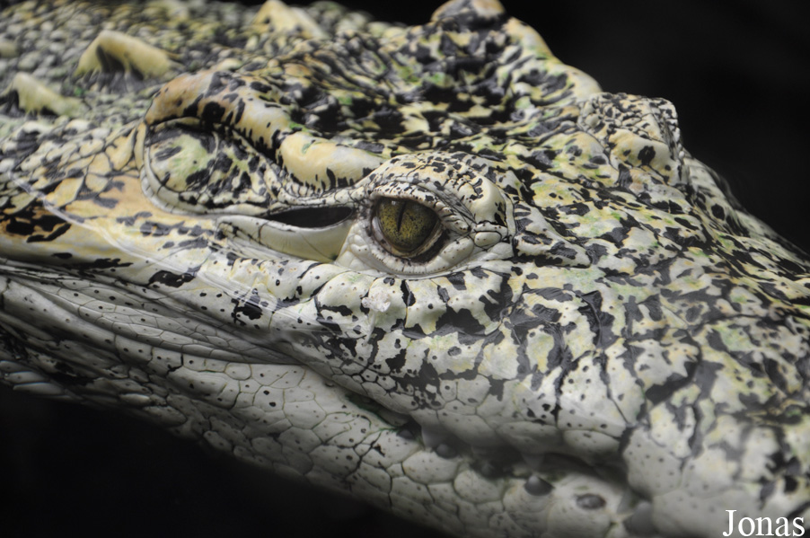 Crocodylus rhombifer