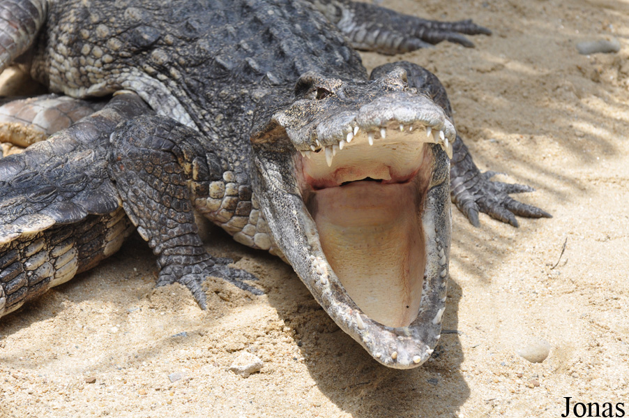Crocodylus siamensis