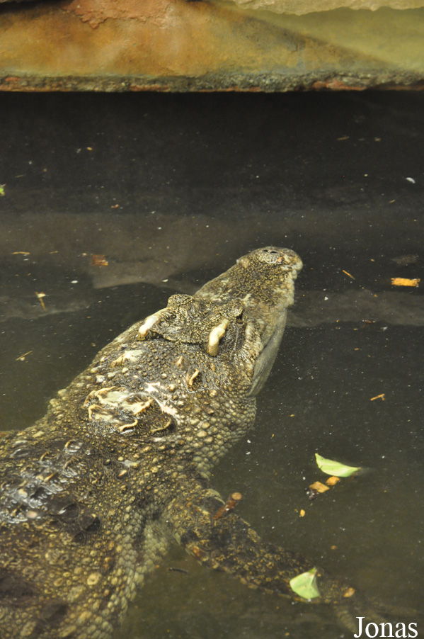 Crocodylus siamensis