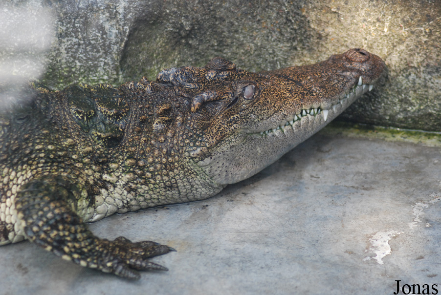 Crocodylus siamensis