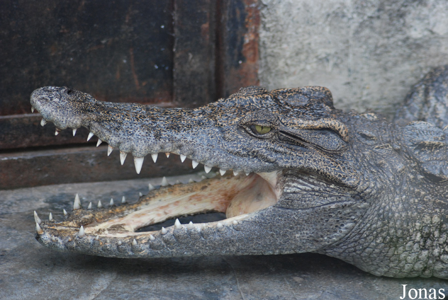 Crocodylus siamensis