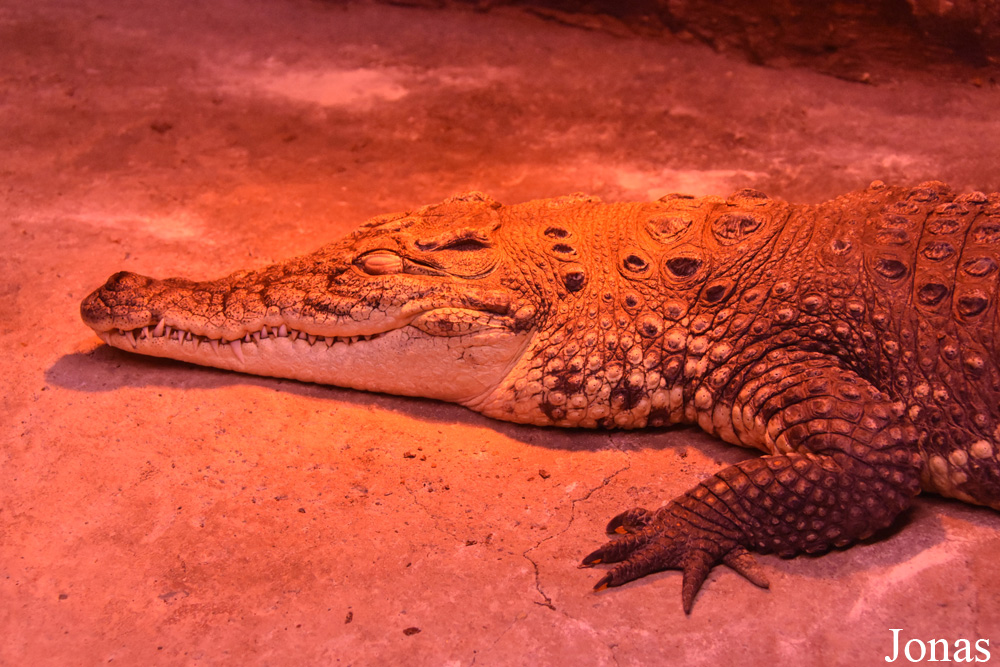 Crocodylus siamensis
