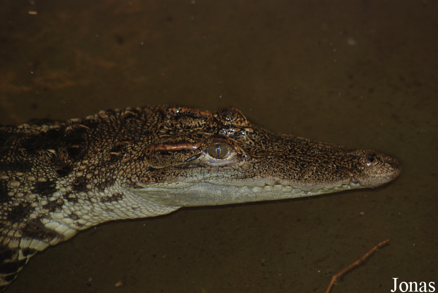 Crocodylus siamensis