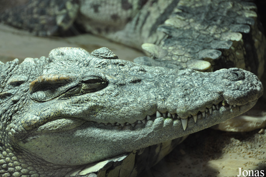 Crocodylus siamensis