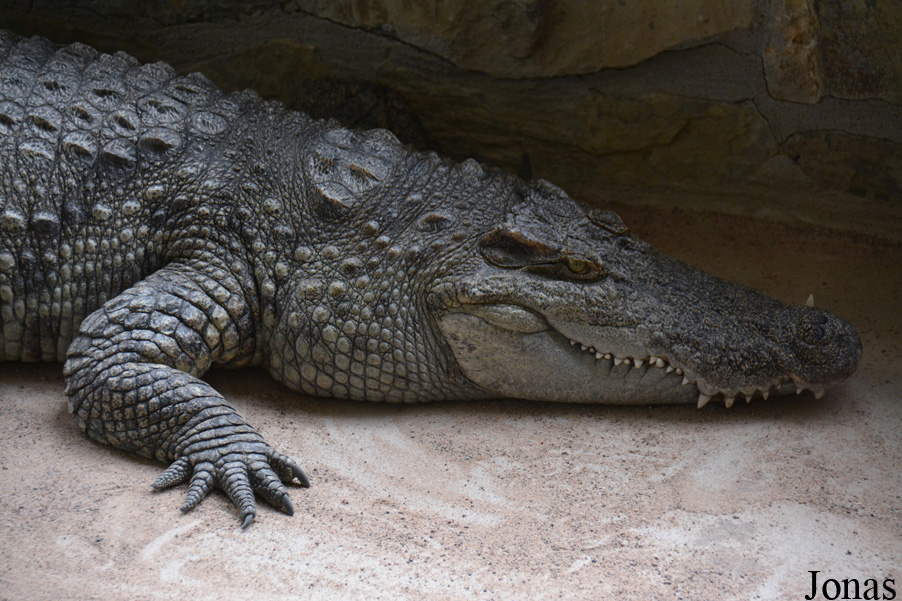Crocodylus siamensis