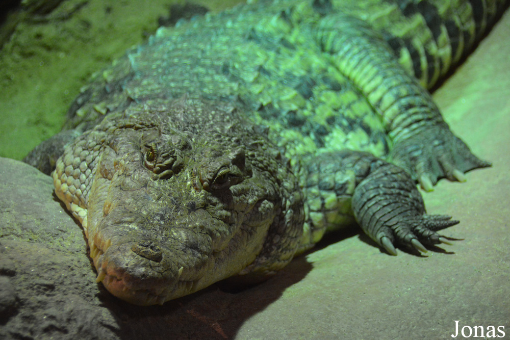 Crocodylus suchus