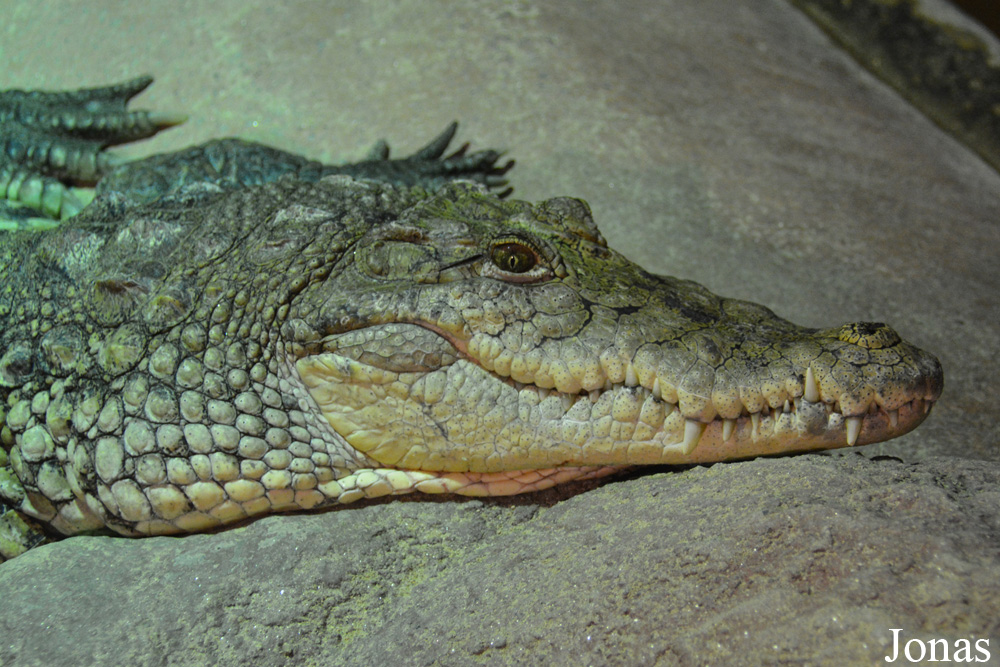 Crocodylus suchus
