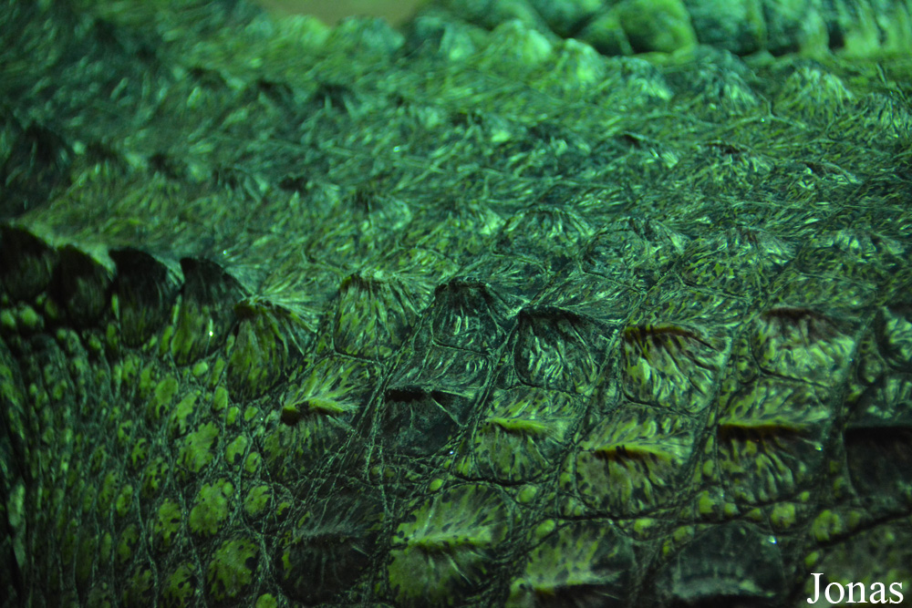 Crocodylus suchus