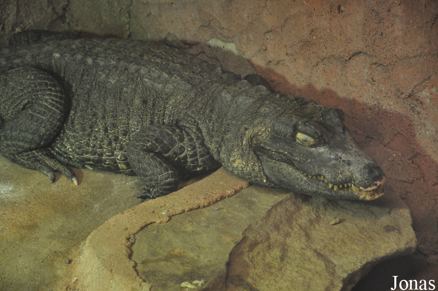 Osteolaemus tetraspis