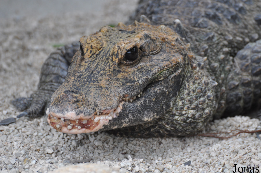 Osteolaemus tetraspis