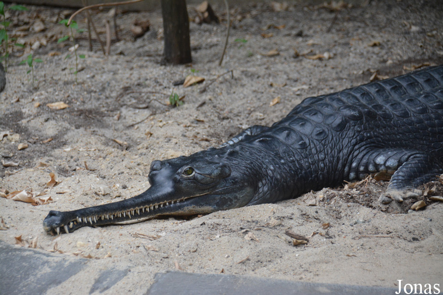 Gavialis gangeticus
