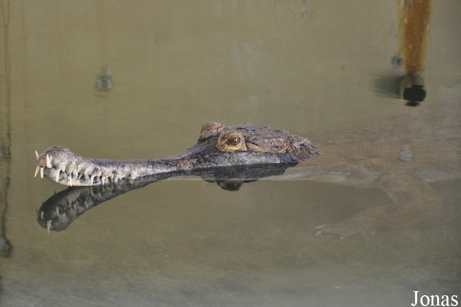 Tomistoma schlegelii