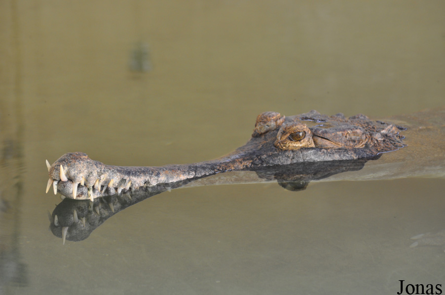 Tomistoma schlegelii