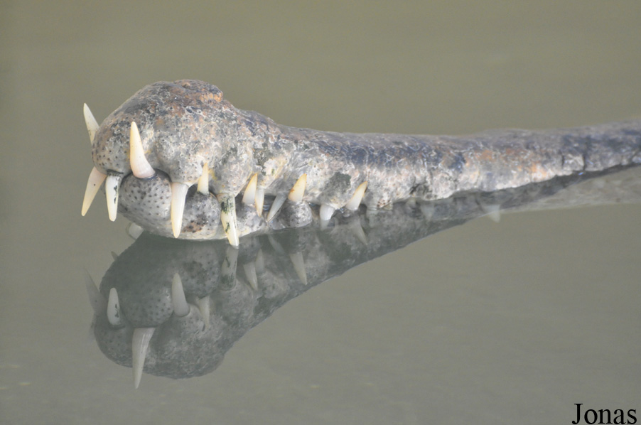 Tomistoma schlegelii