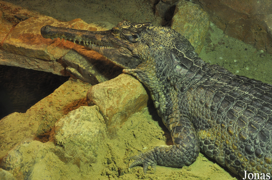 Tomistoma schlegelii