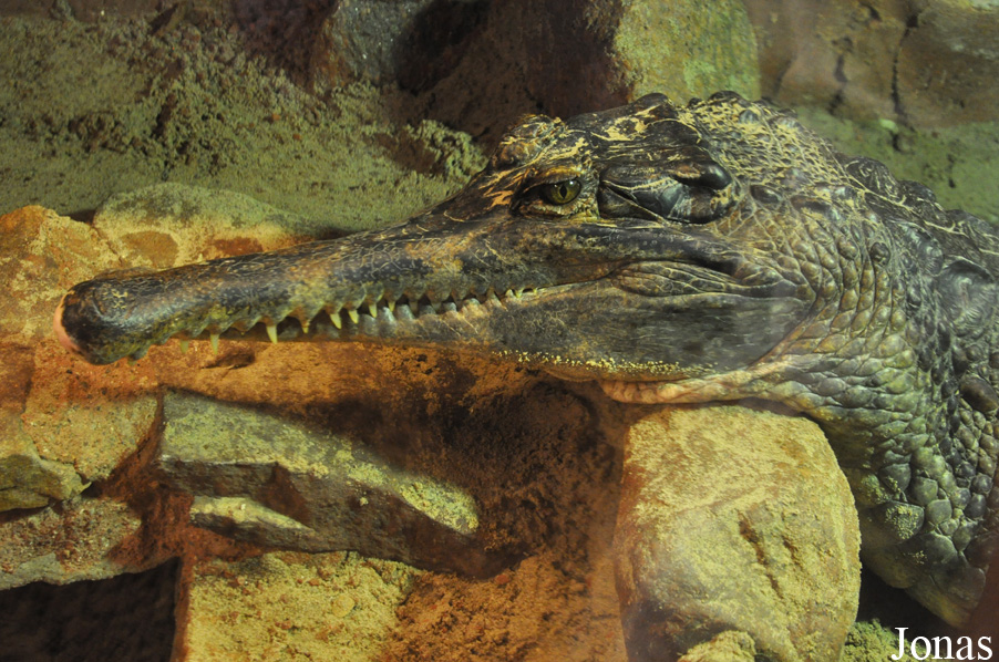 Tomistoma schlegelii
