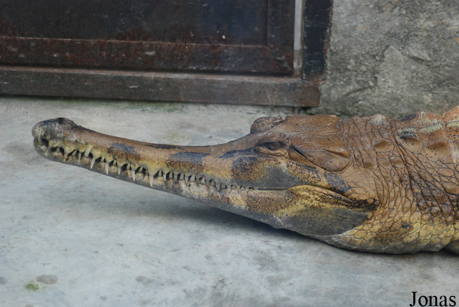 Tomistoma schlegelii