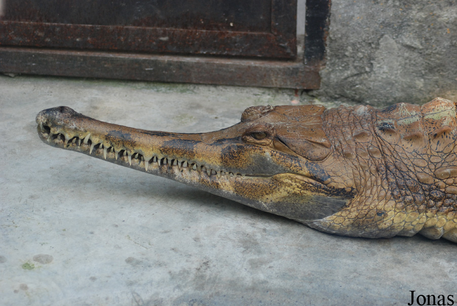 Tomistoma schlegelii