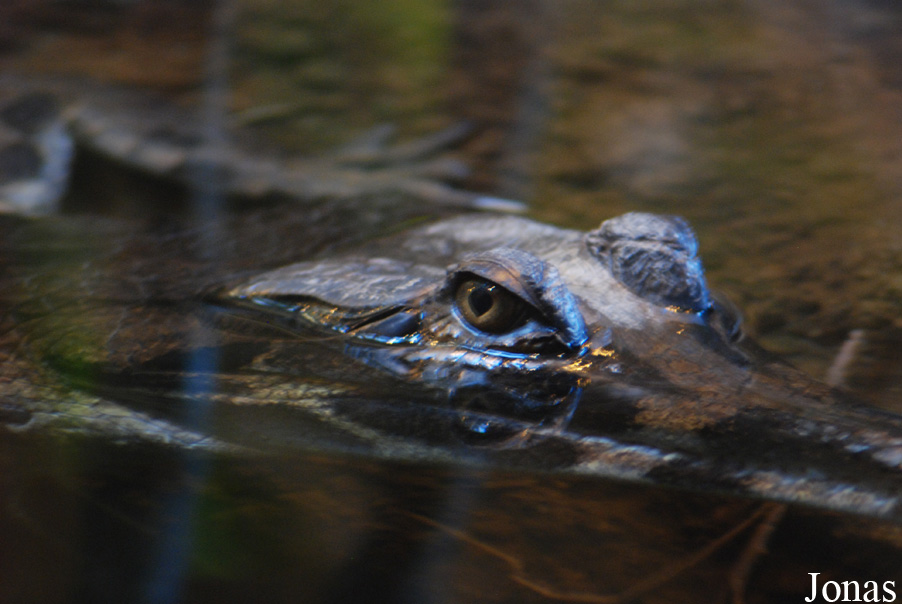 Tomistoma schlegelii