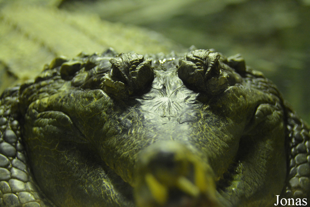 Tomistoma schlegelii