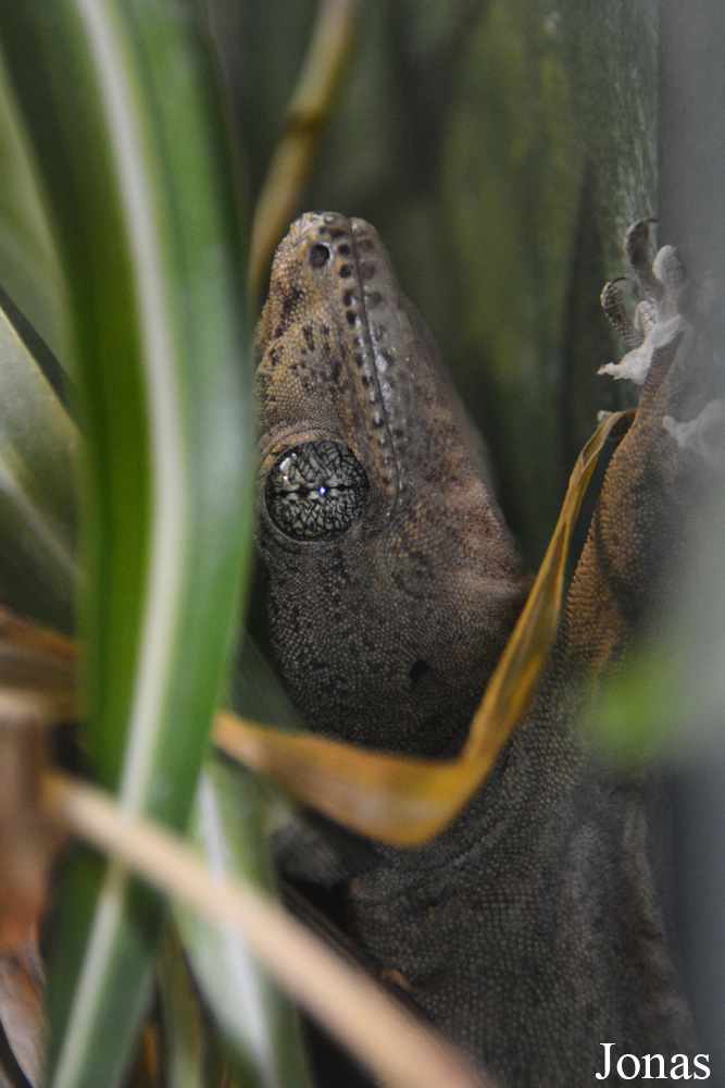 Gehyra vorax