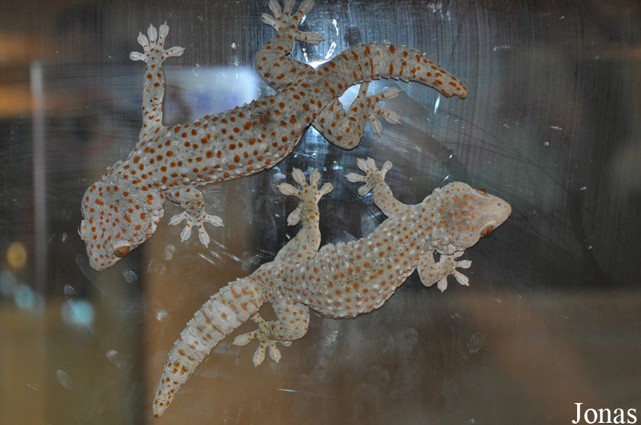 Gekko gecko