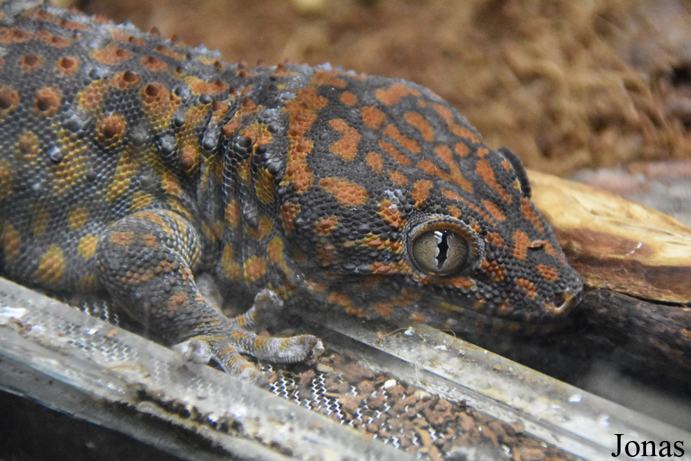 Gekko gecko