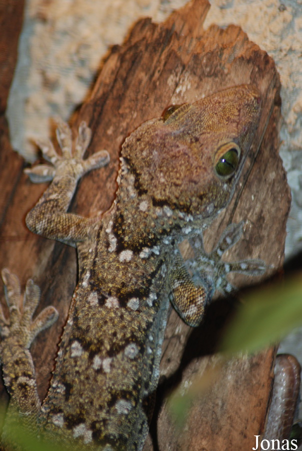 Gekko siamensis