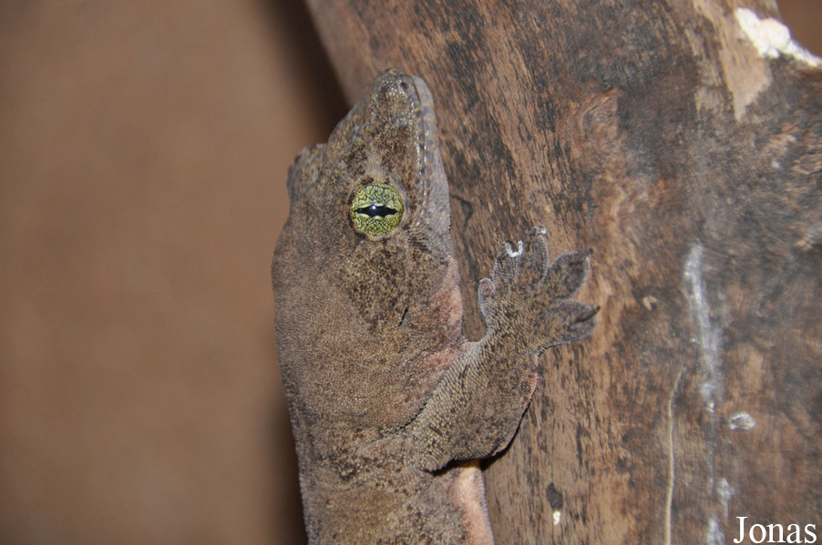 Gekko smithii