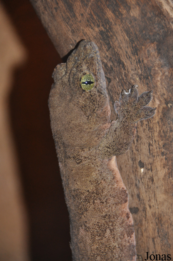 Gekko smithii