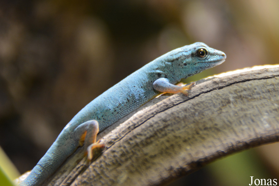 Lygodactylus williamsi