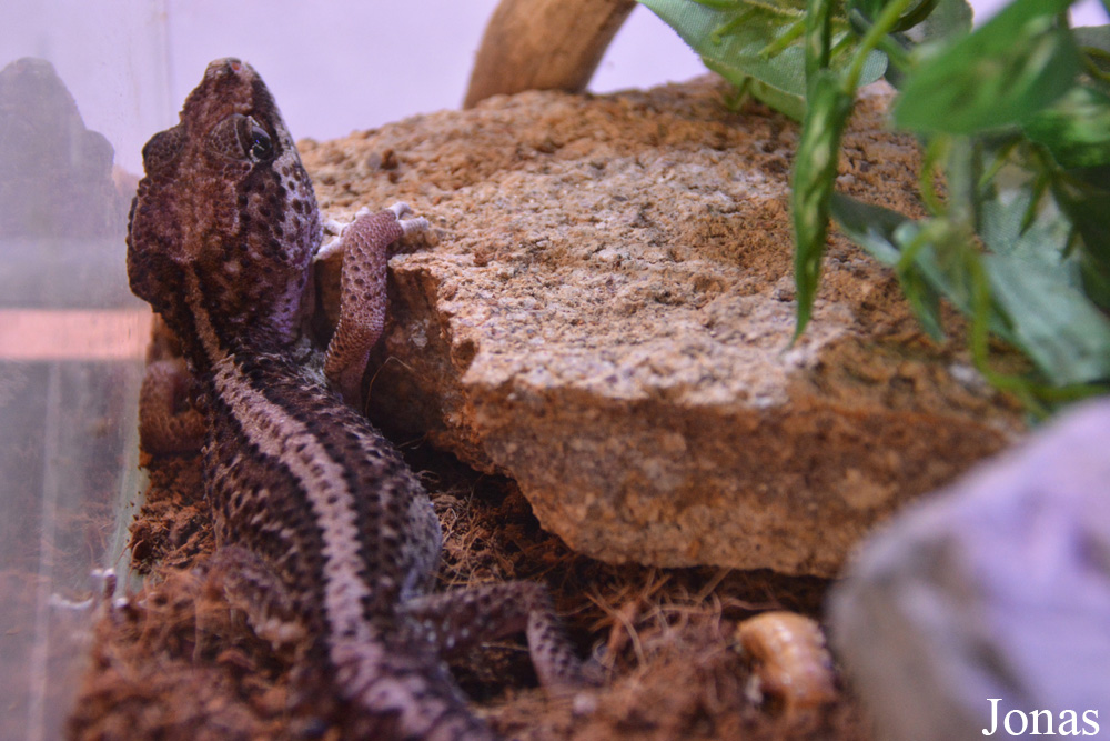 Paroedura pictus