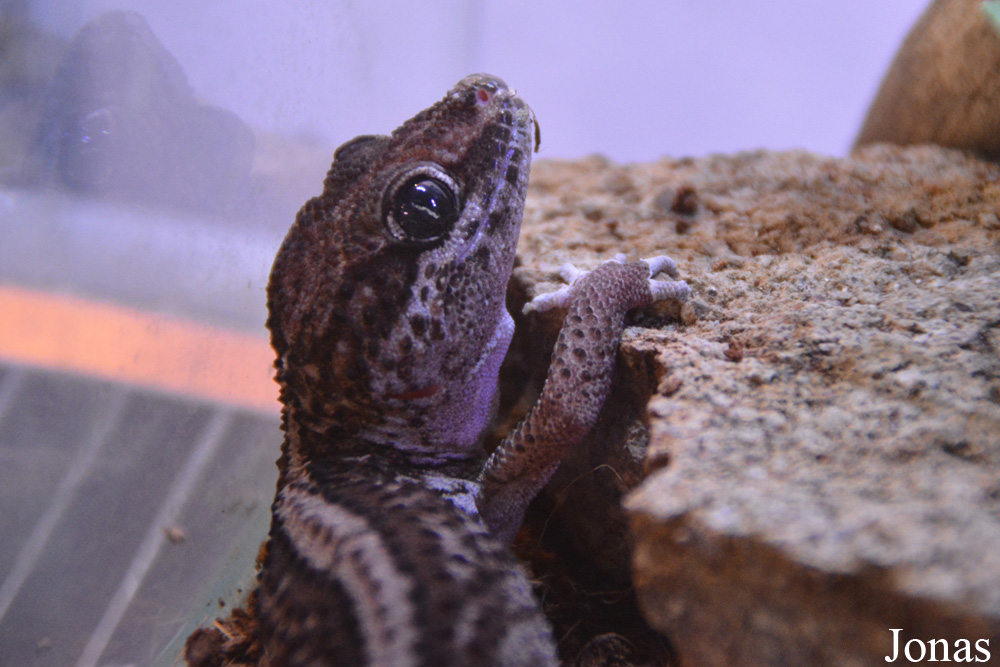 Paroedura pictus